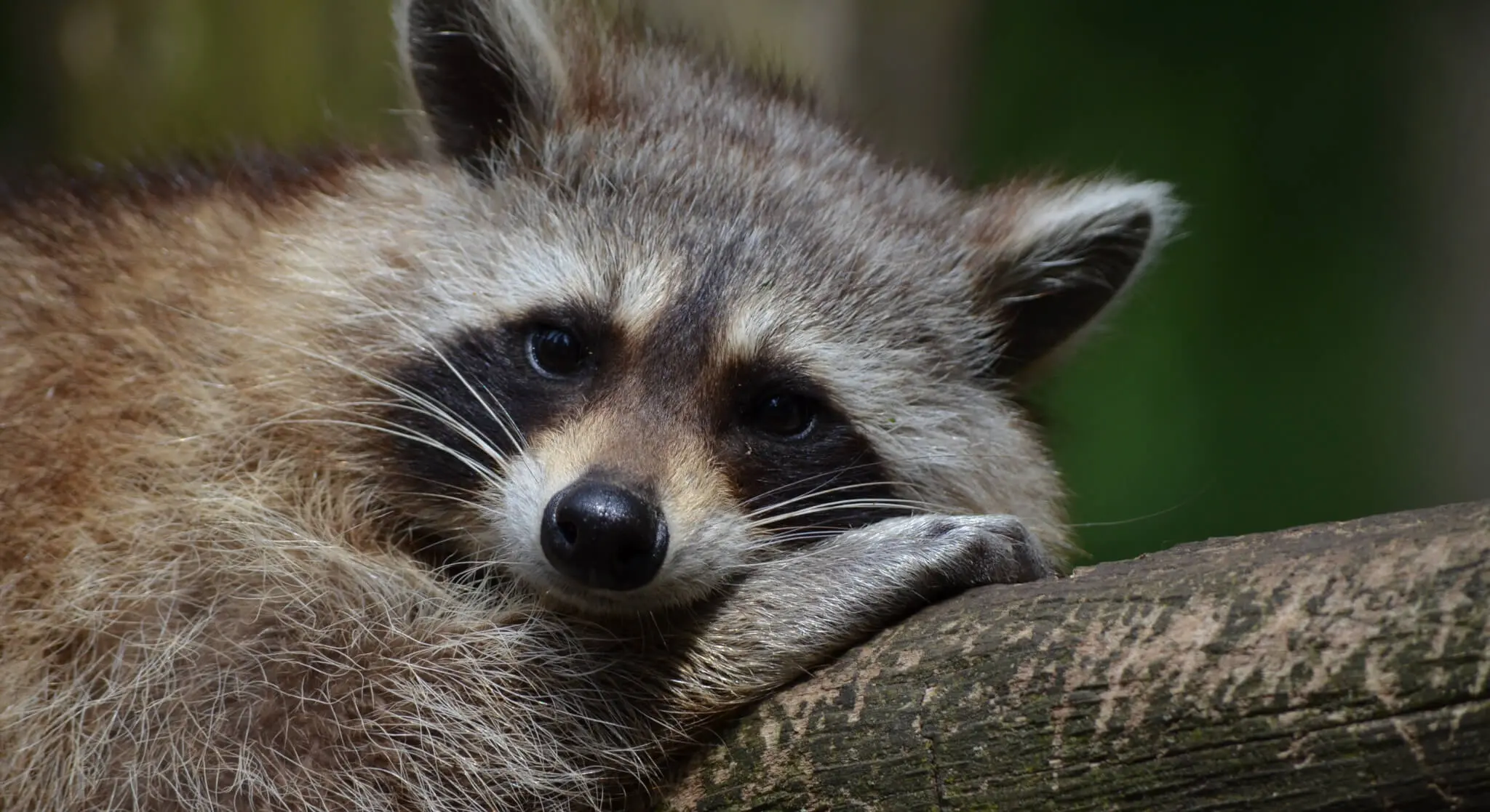 Medvedík čistotný