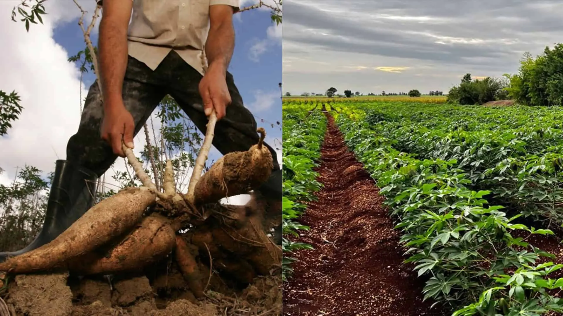cassava, maniok,