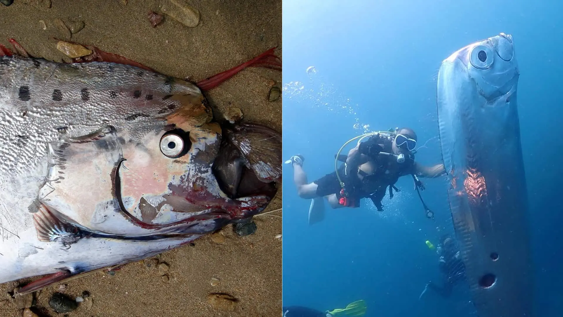 hlbokomorská ryba, známa aj ako „Ryba súdneho dňa“ alebo „Nostradamus z hlbín“