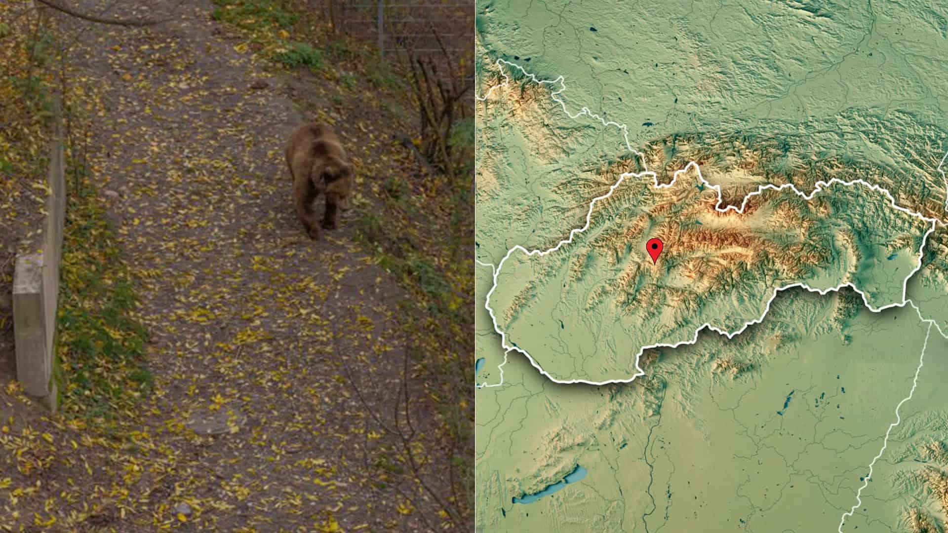 medveď
