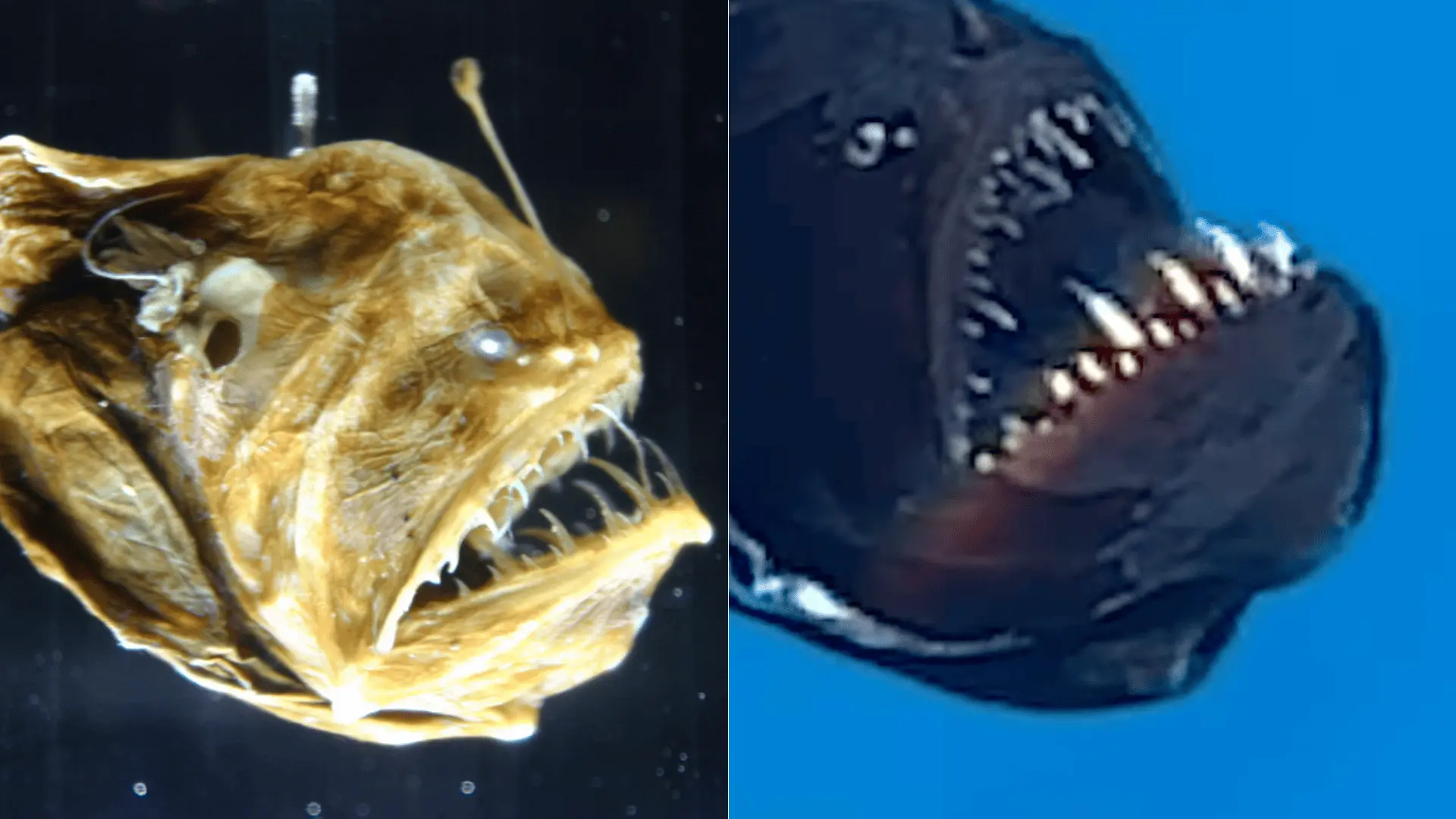 anglerfish morská príšera video