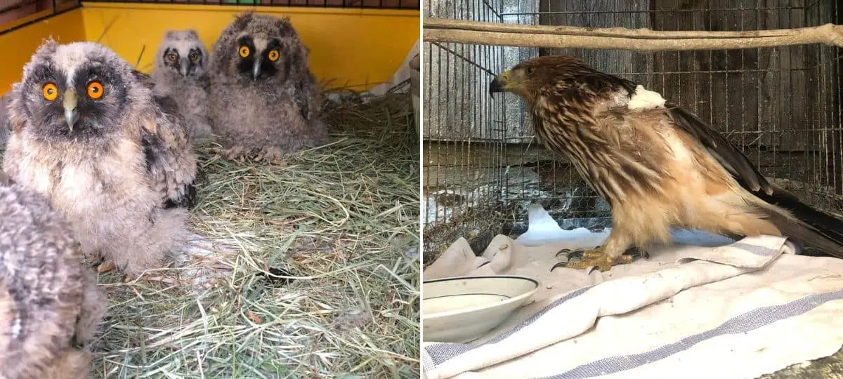 Tina Mazeová a Vlhová