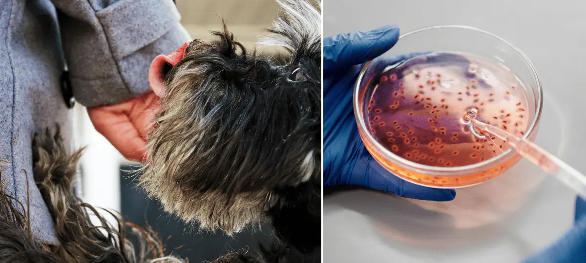 domáci miláčik, obliznutie, baktérie