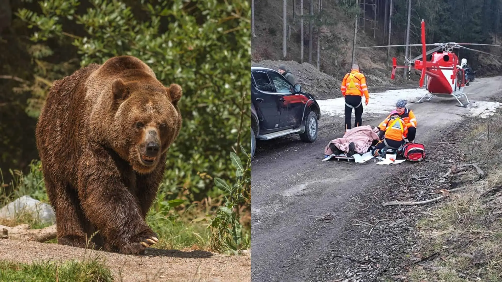 medveď, tragédia, nehoda