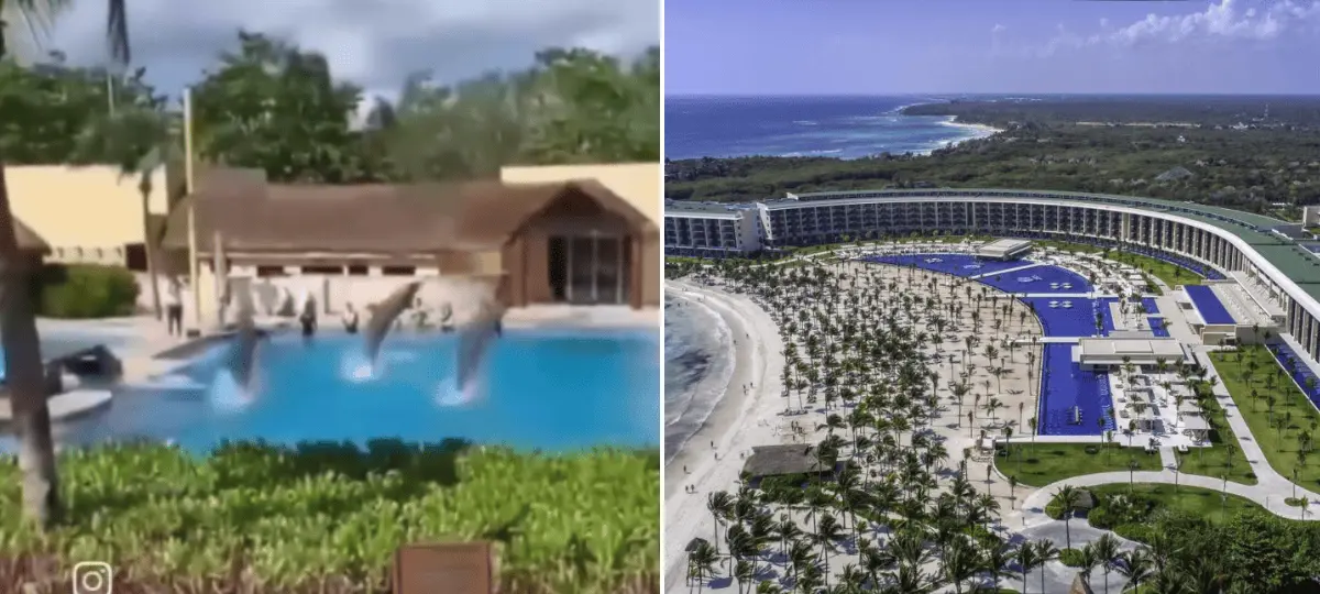 hotel, delfín, Barcelo Riviera Maya