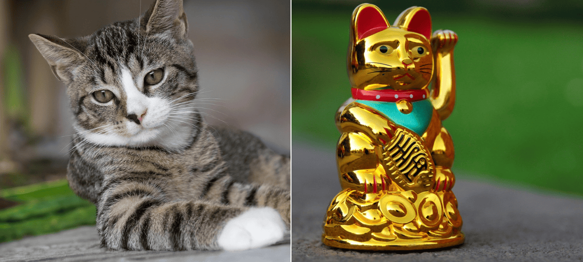 mačka, meneki-neko