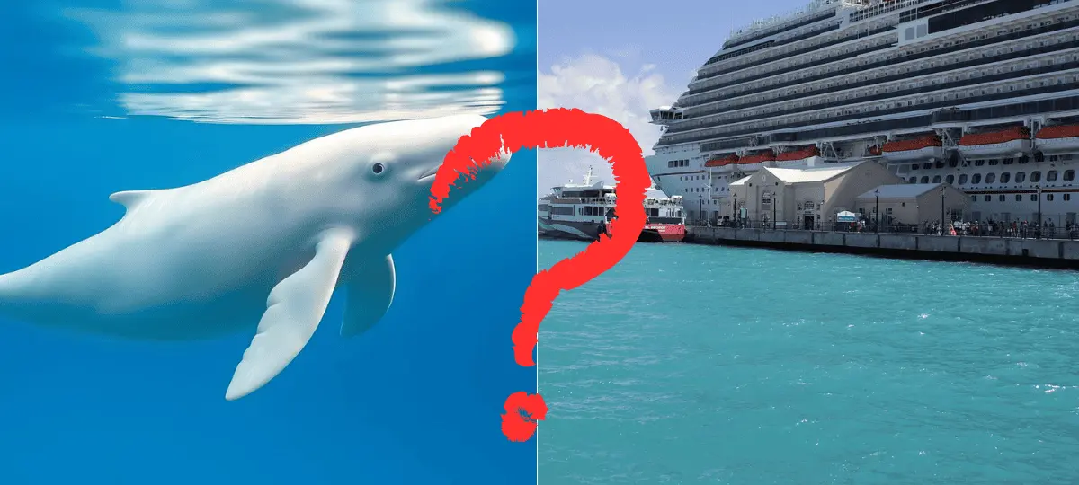 oceán, ryba, loď, záhada