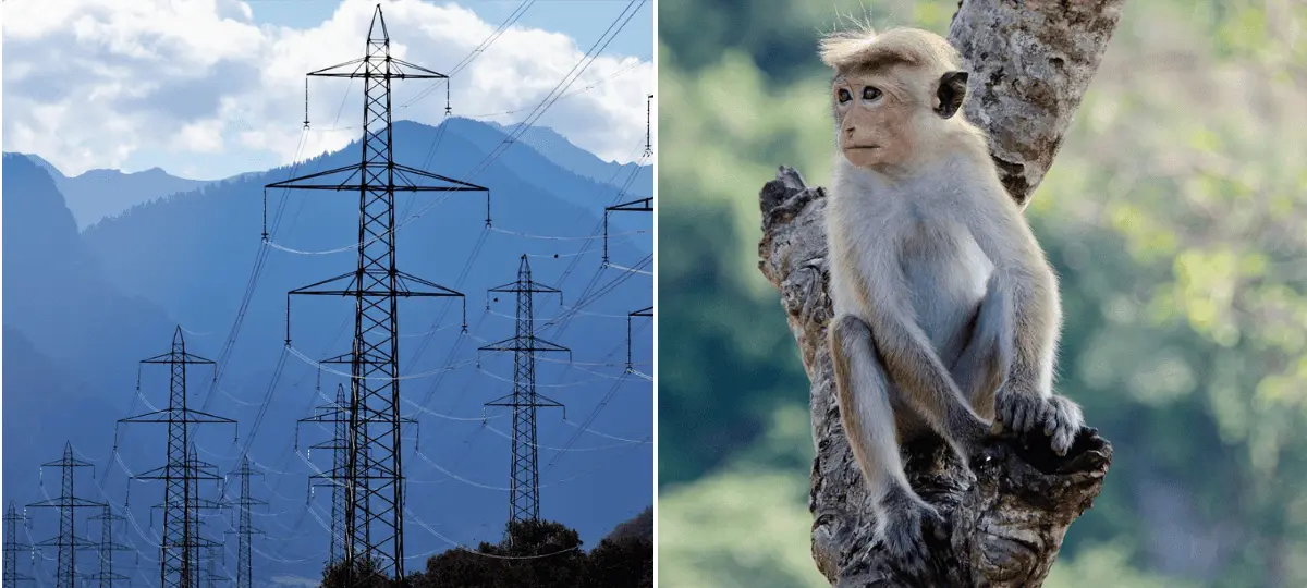 opica, srí lanka, elektrina