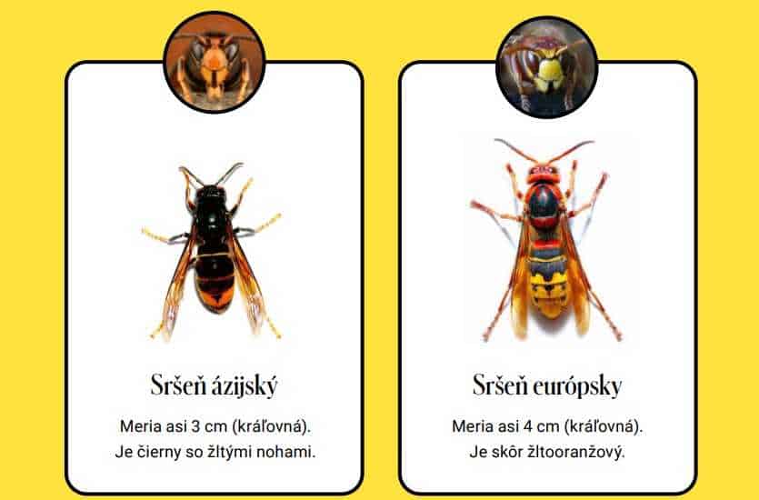sršeň
