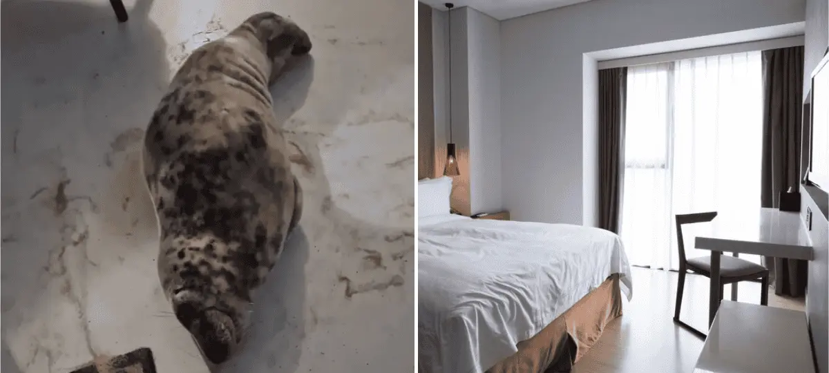 tuleň, hotel, holandsko