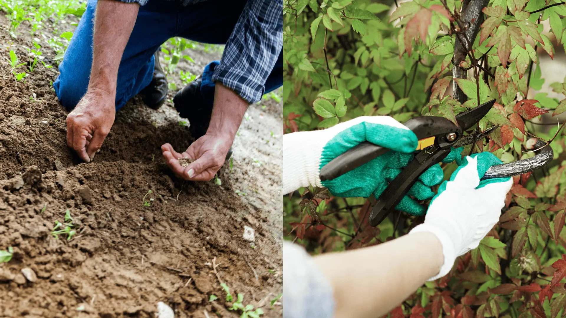 lunarny zahradkarsky kalendar februar