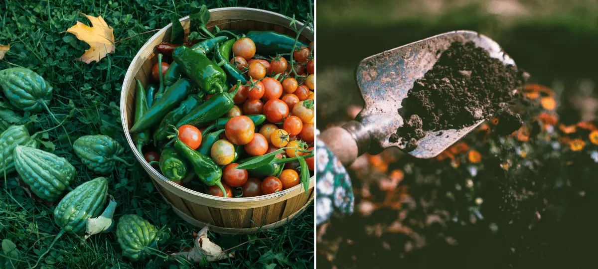 zelenina, zvyšky, pestovanie