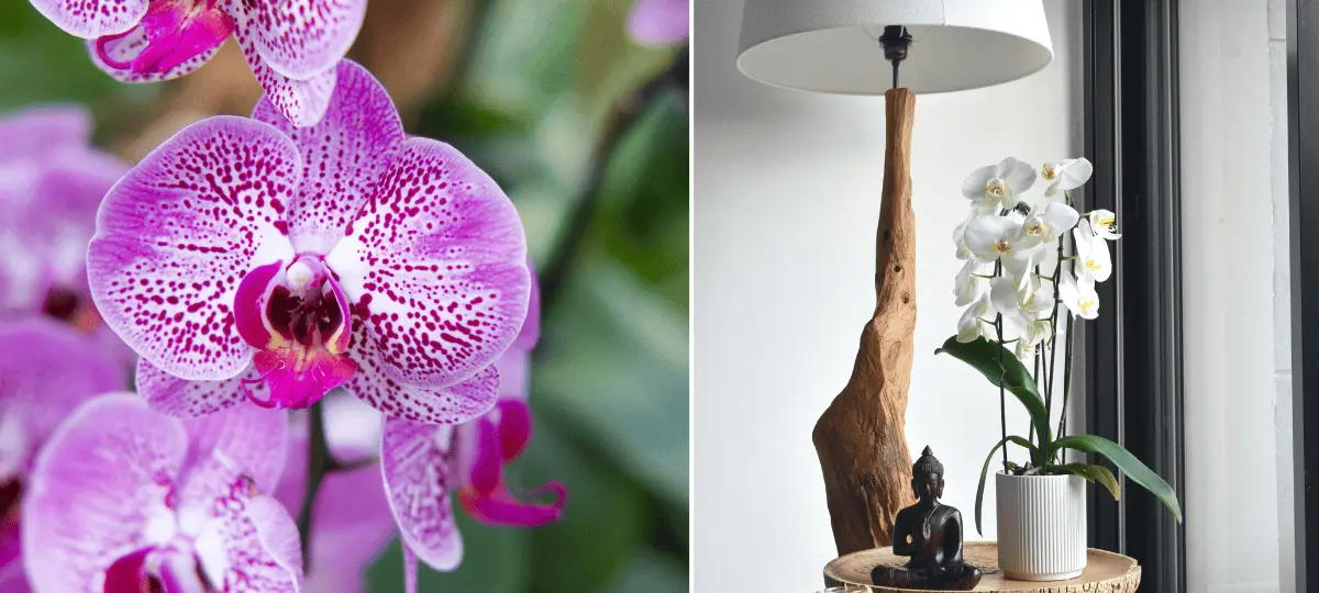 orchidea, pestovanie