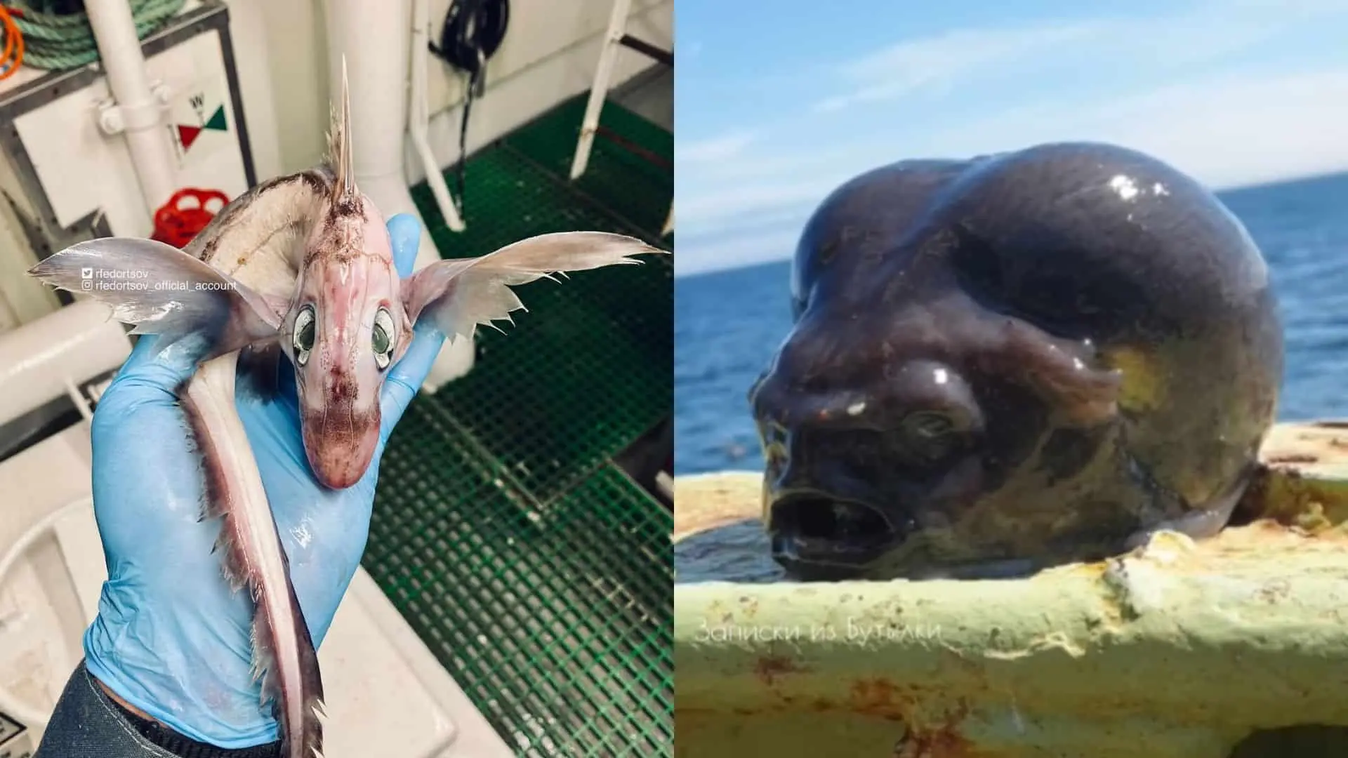 Ruský rybár Roman Fedorcov opäť zaujal internet svojim bizarným úlovkom.