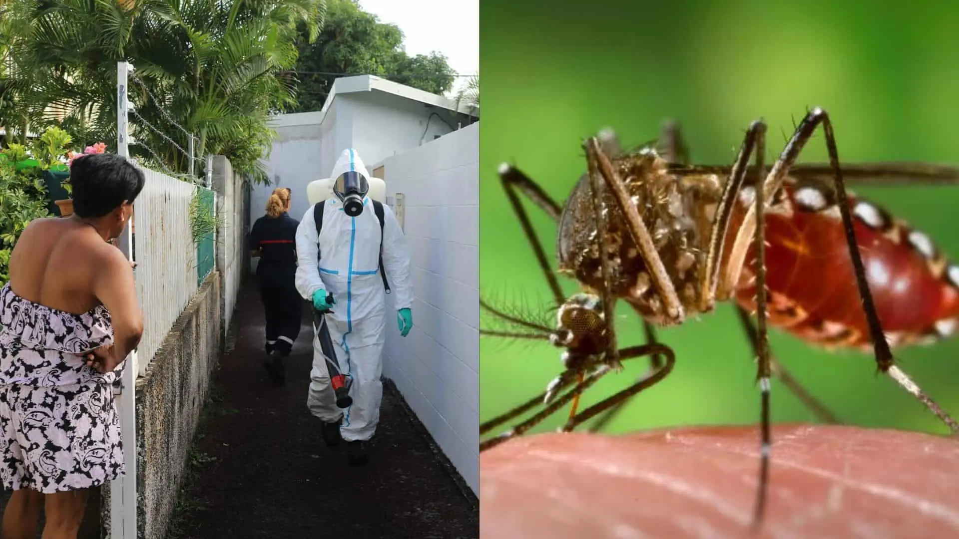 Epidémia horúčky chikungunya si na francúzskom ostrove Réunion vyžiadala životy dvoch ľudí