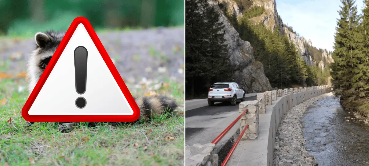 medvedík čistotný, cesta