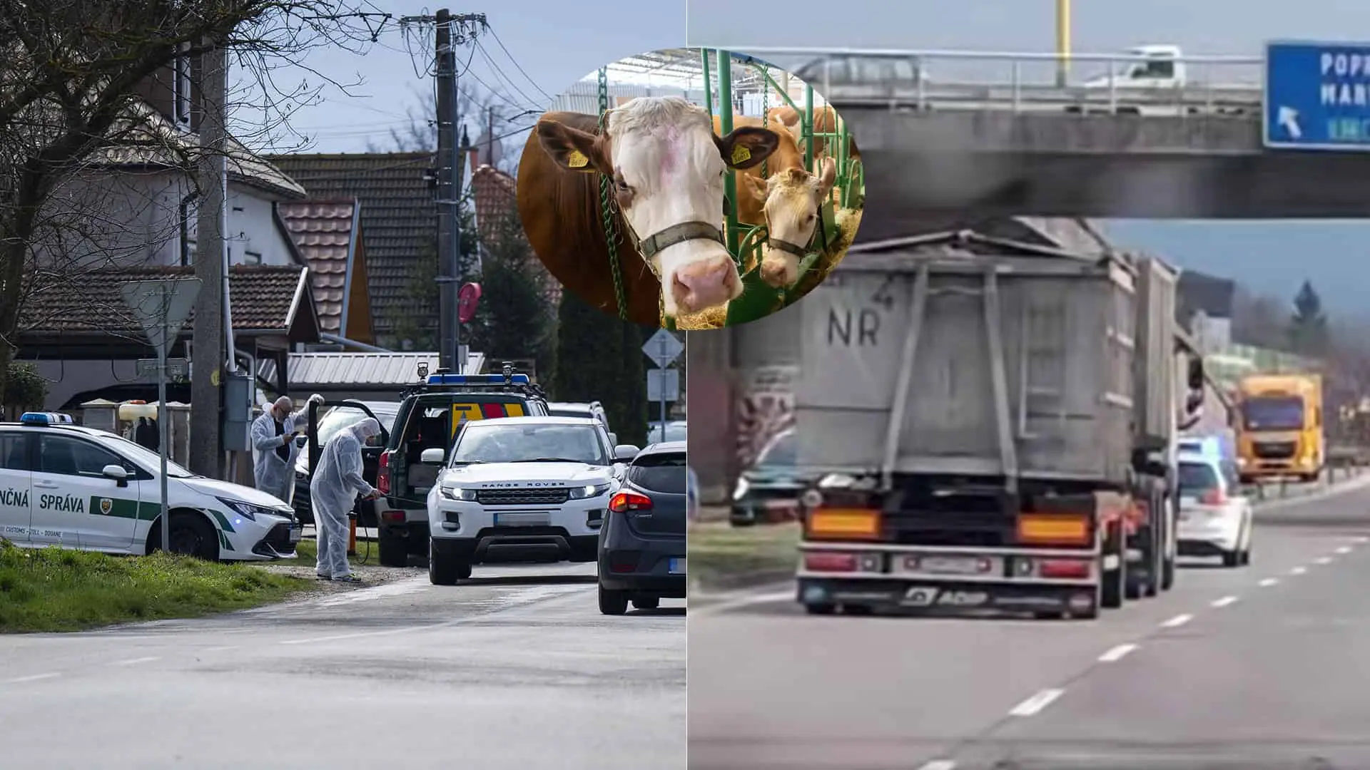 slintačka krívačka opatrenia