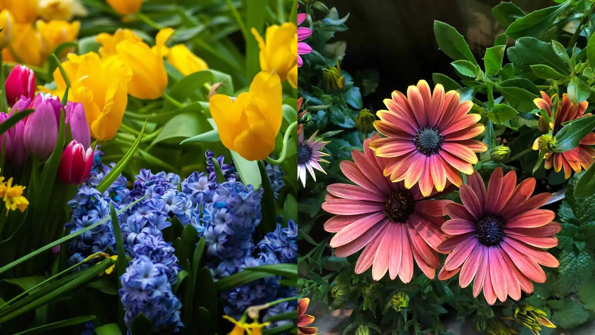 Ak chcete, aby vaša záhrada bola túto jar plná života, tieto žiarivé kvety sú fantastickou voľbou.