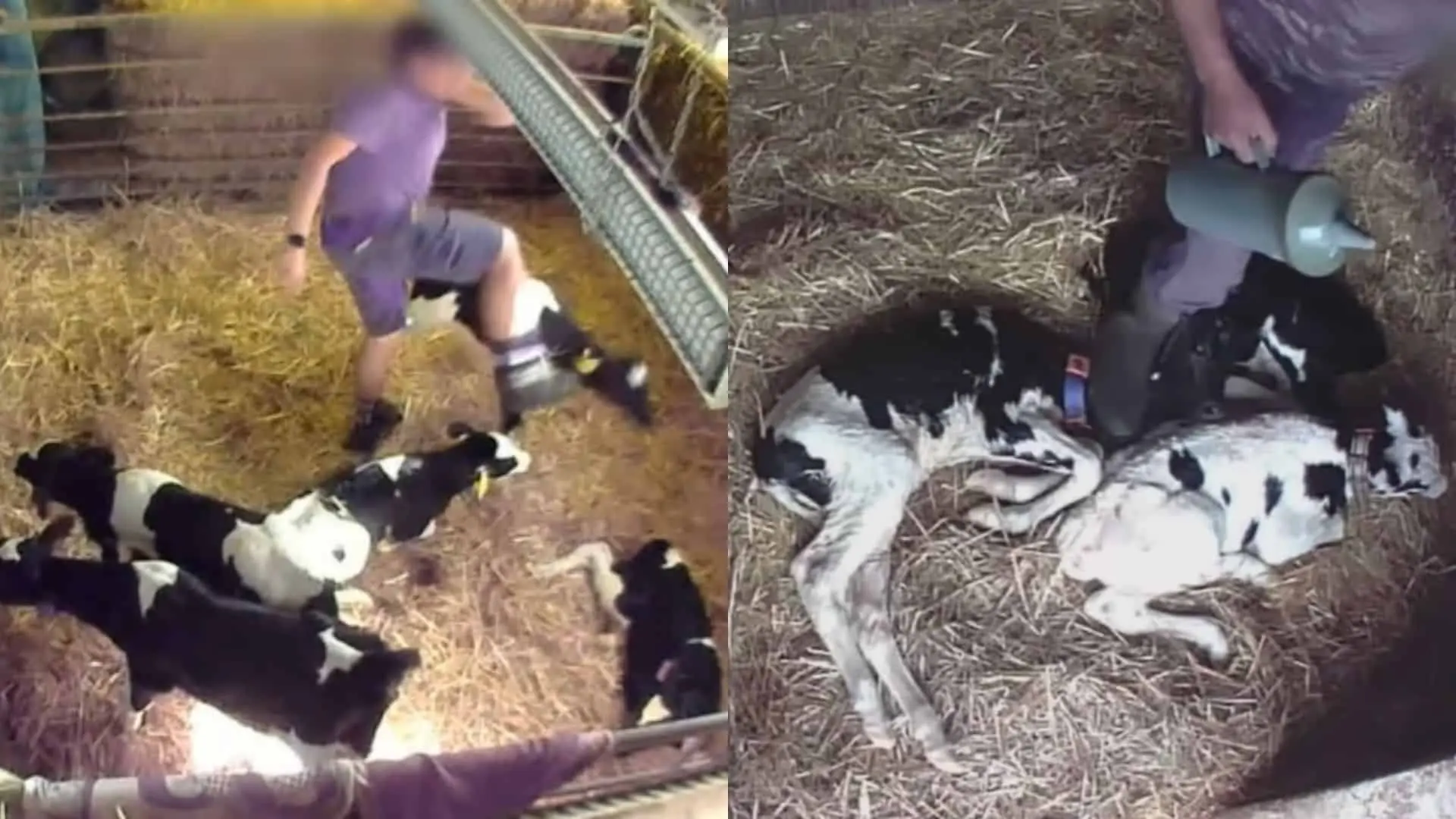 Organizácia Zvieratá nejeme prišli s ďalšími desivými zábermi z mliečnych fariem.