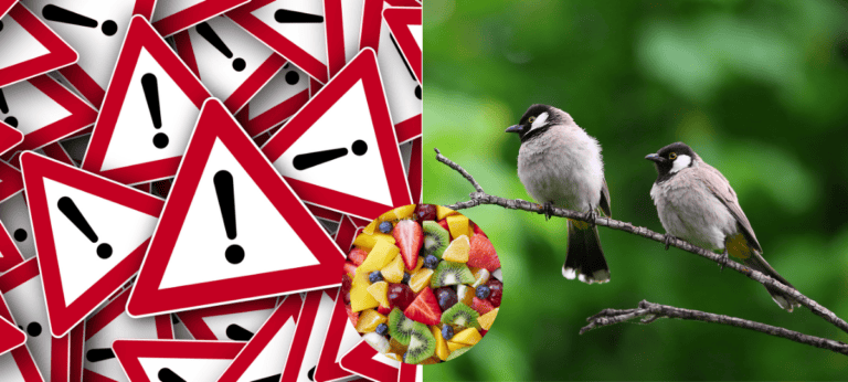 varovanie, vtáky, výstraha, ovocie