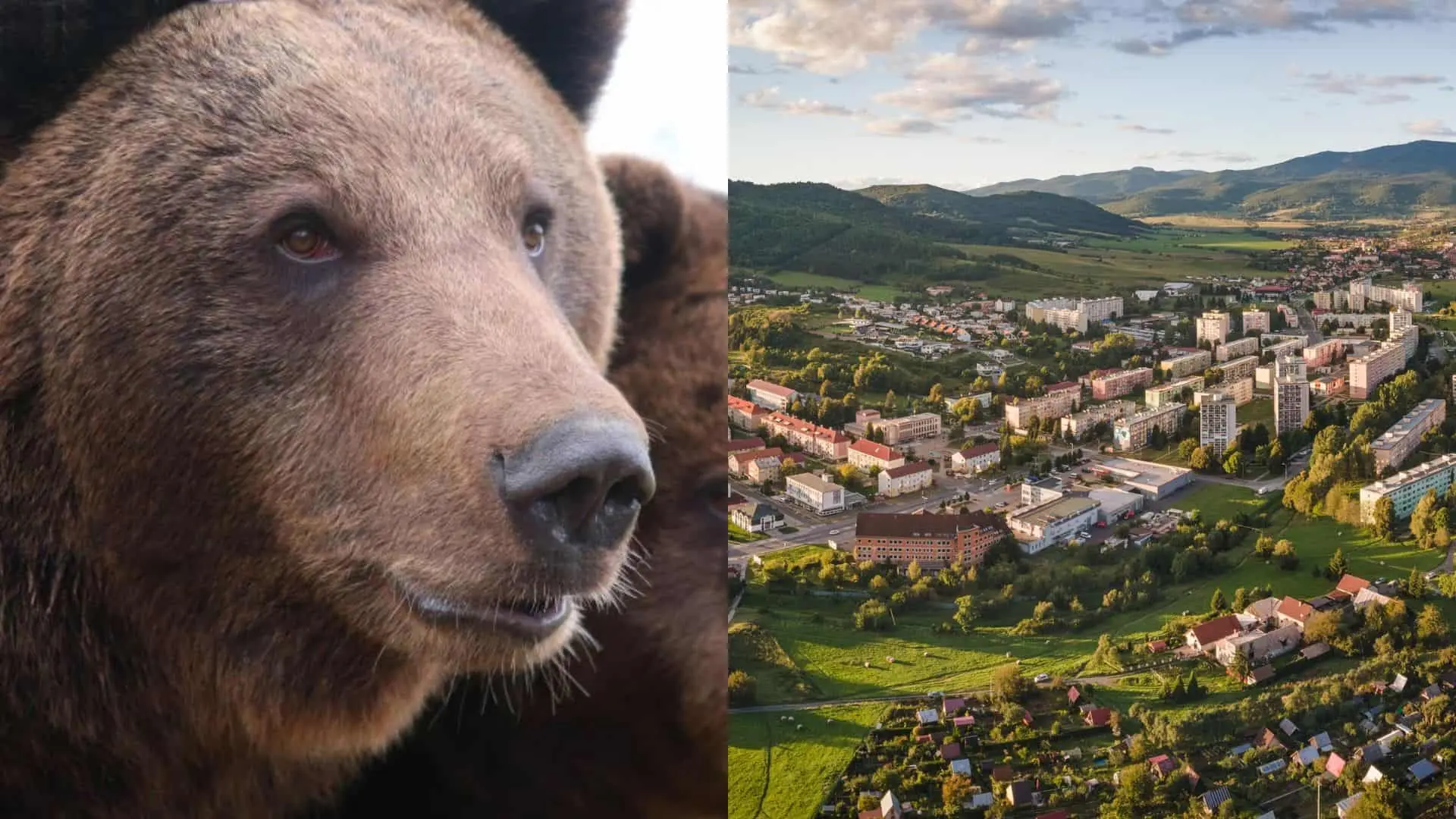 V utorok (1. 4.) ráno videli miestni obyvatelia ďalšie dva medvede