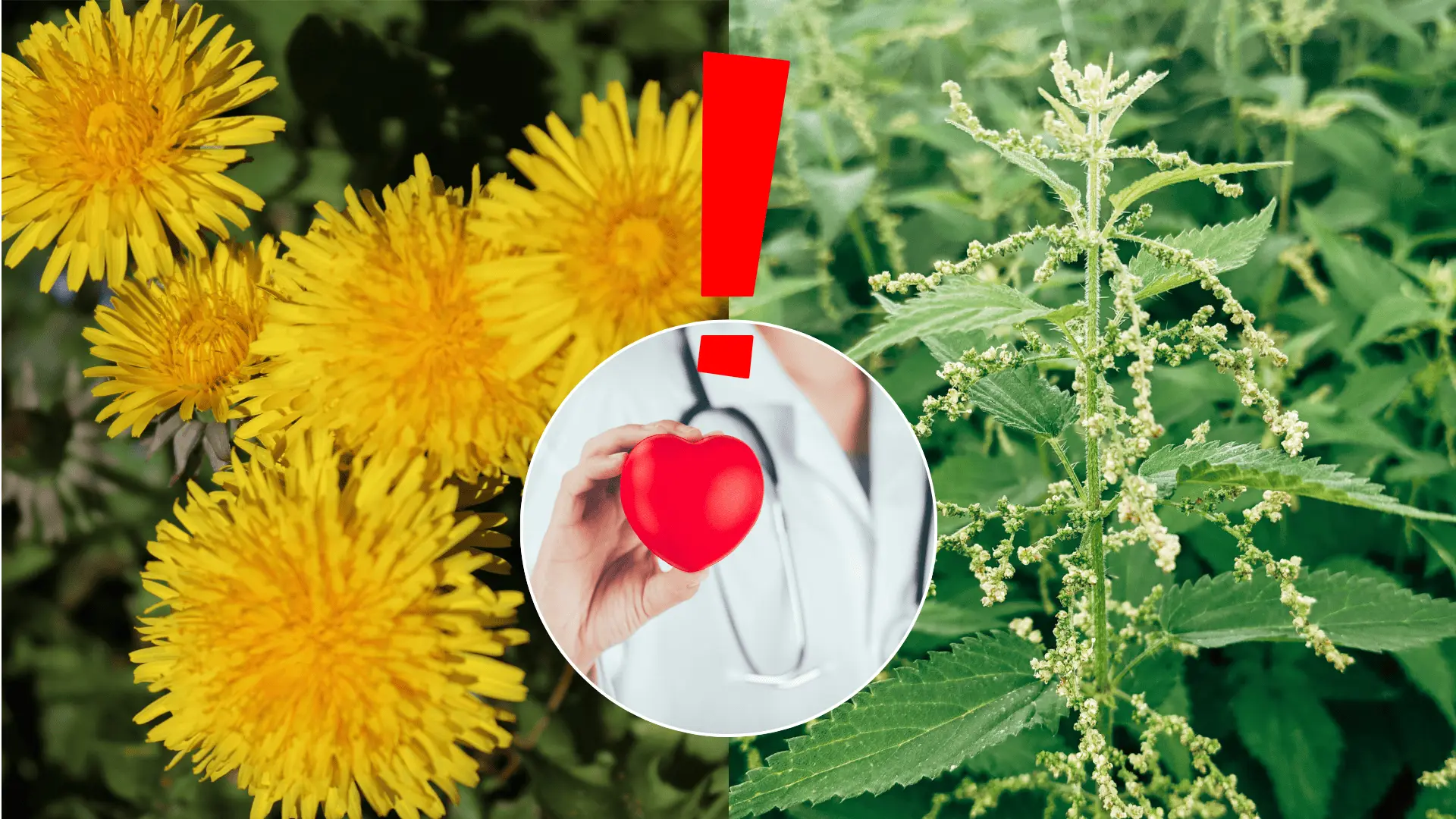 byliny púpava pŕhľava zdravie