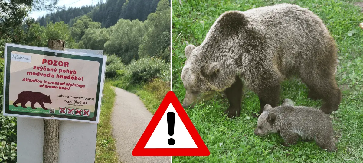 medveď, výskyt
