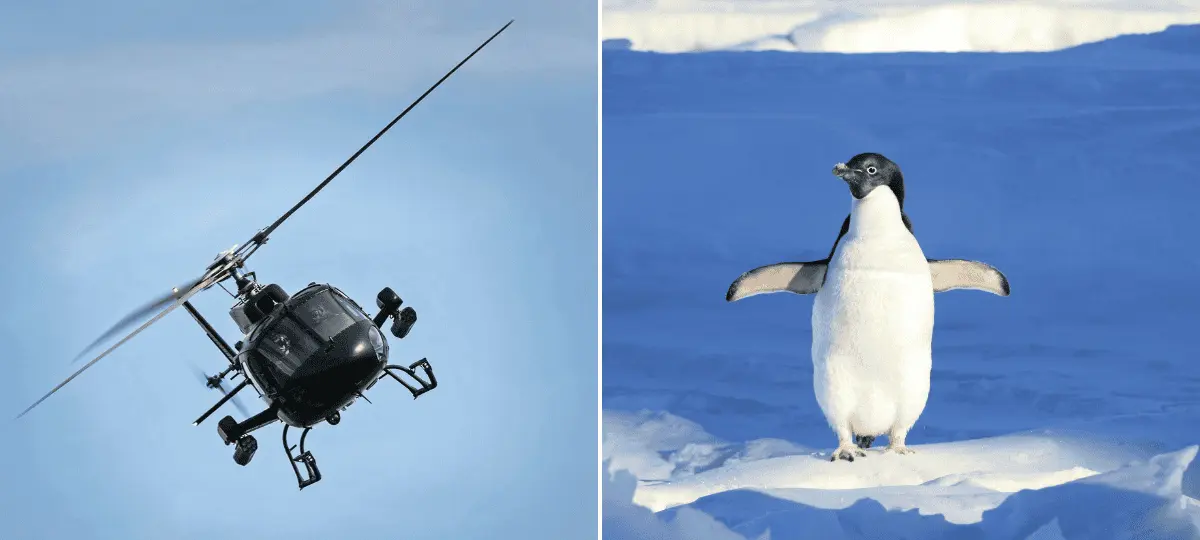 tučniak, helikoptéra, havária