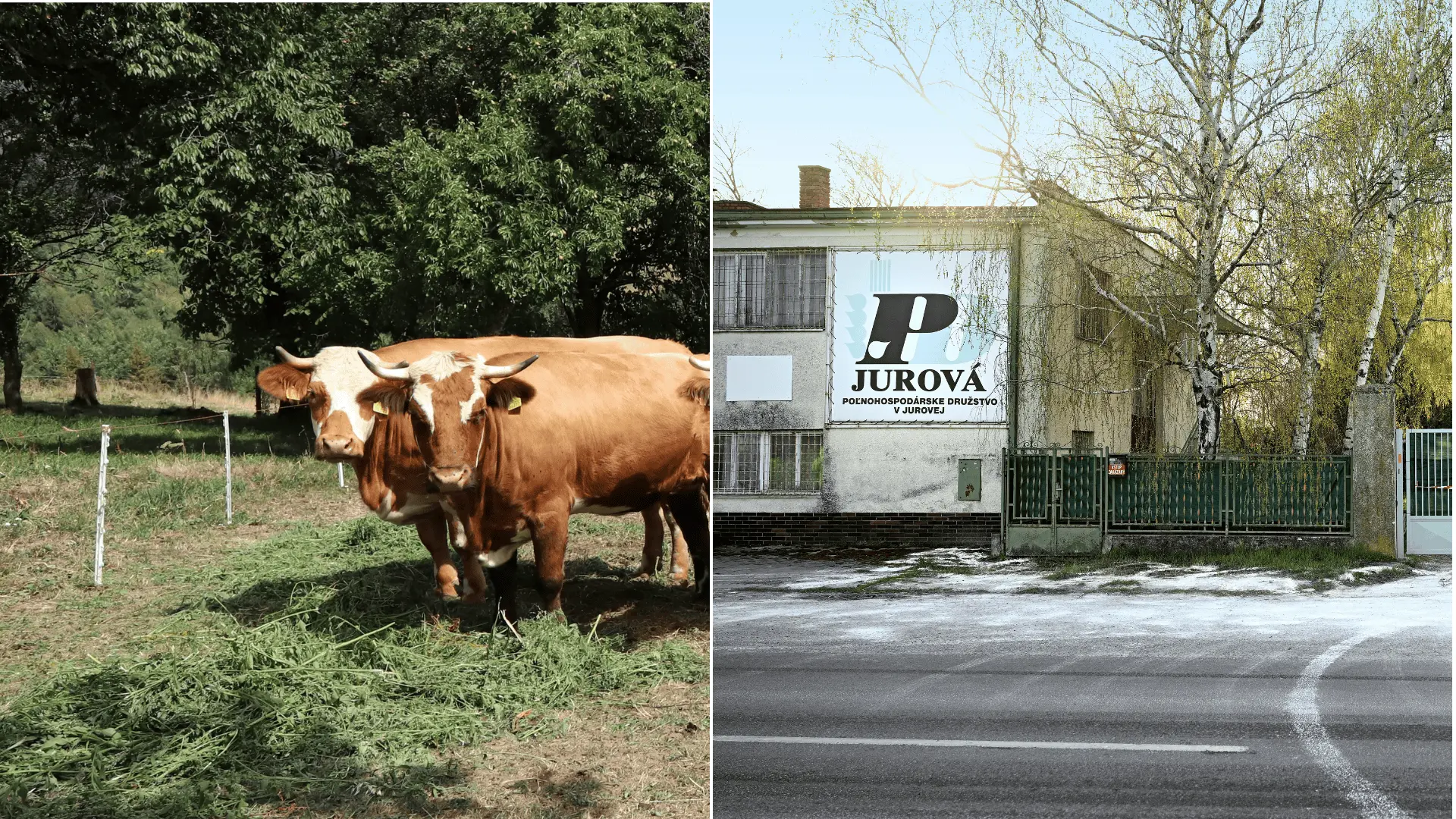 býky Jurová