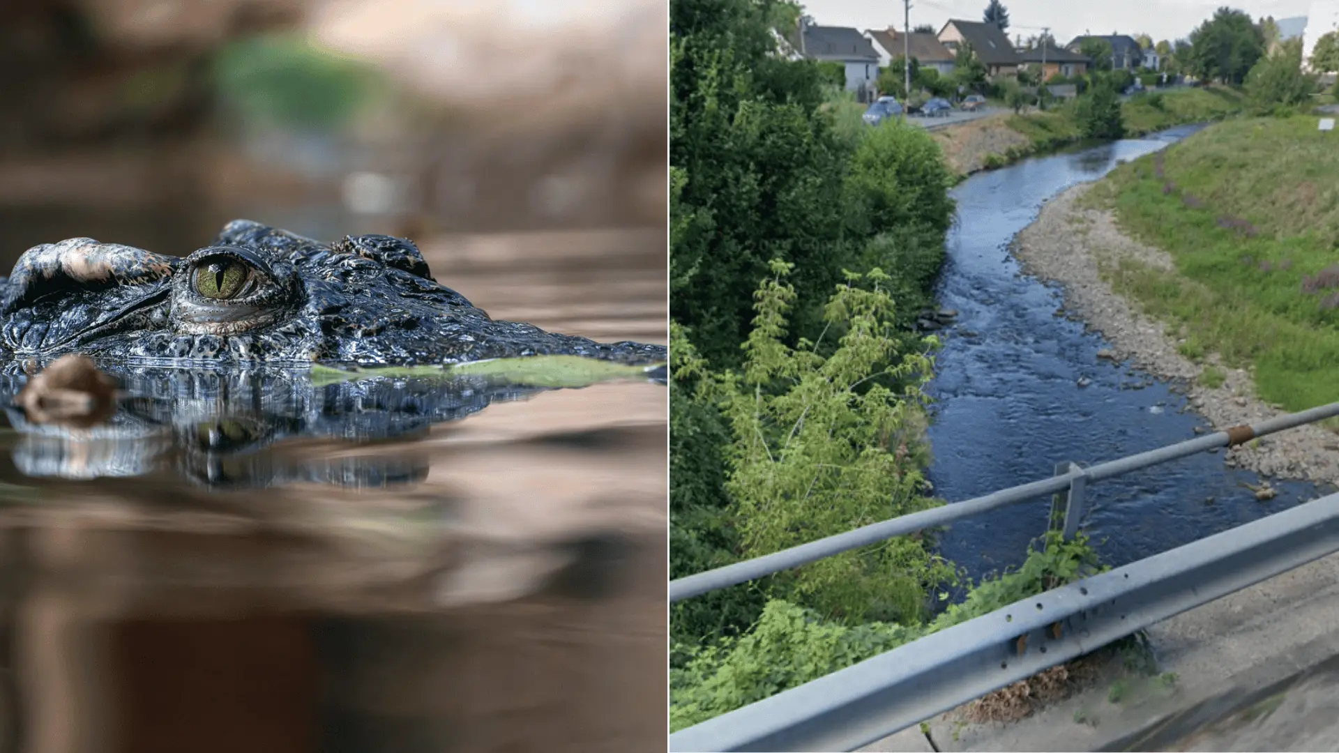 krokodil v prievidzi