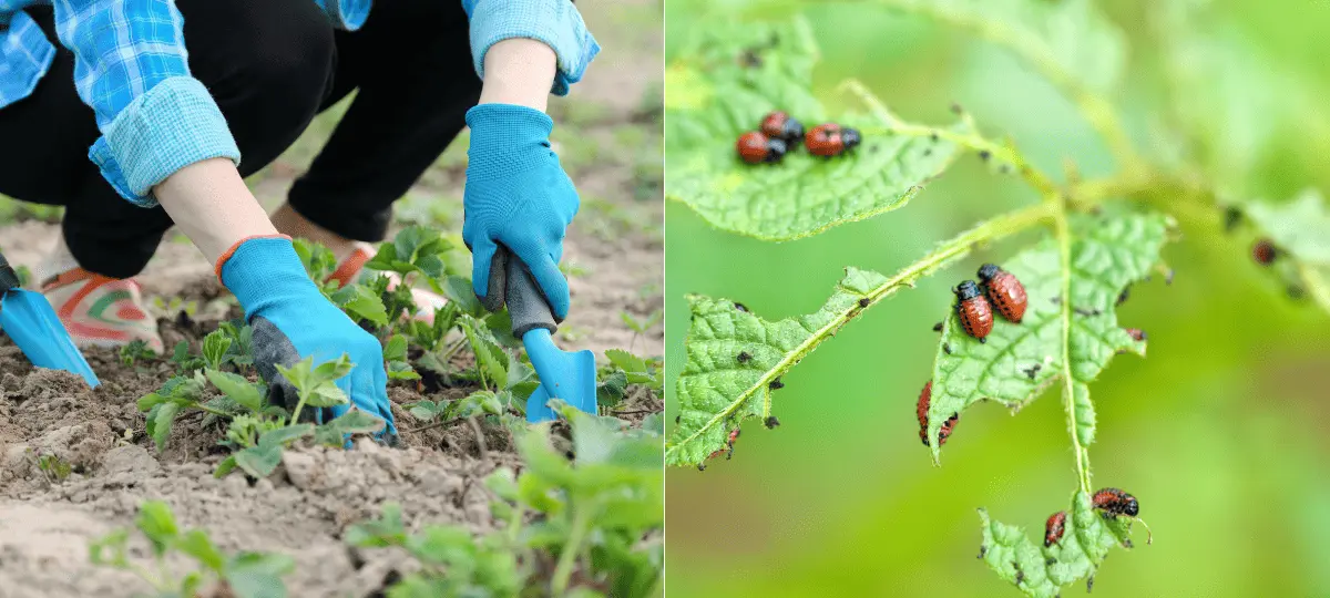 rastliny, pestovanie, škodce