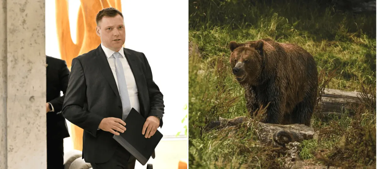 taraba-medveď