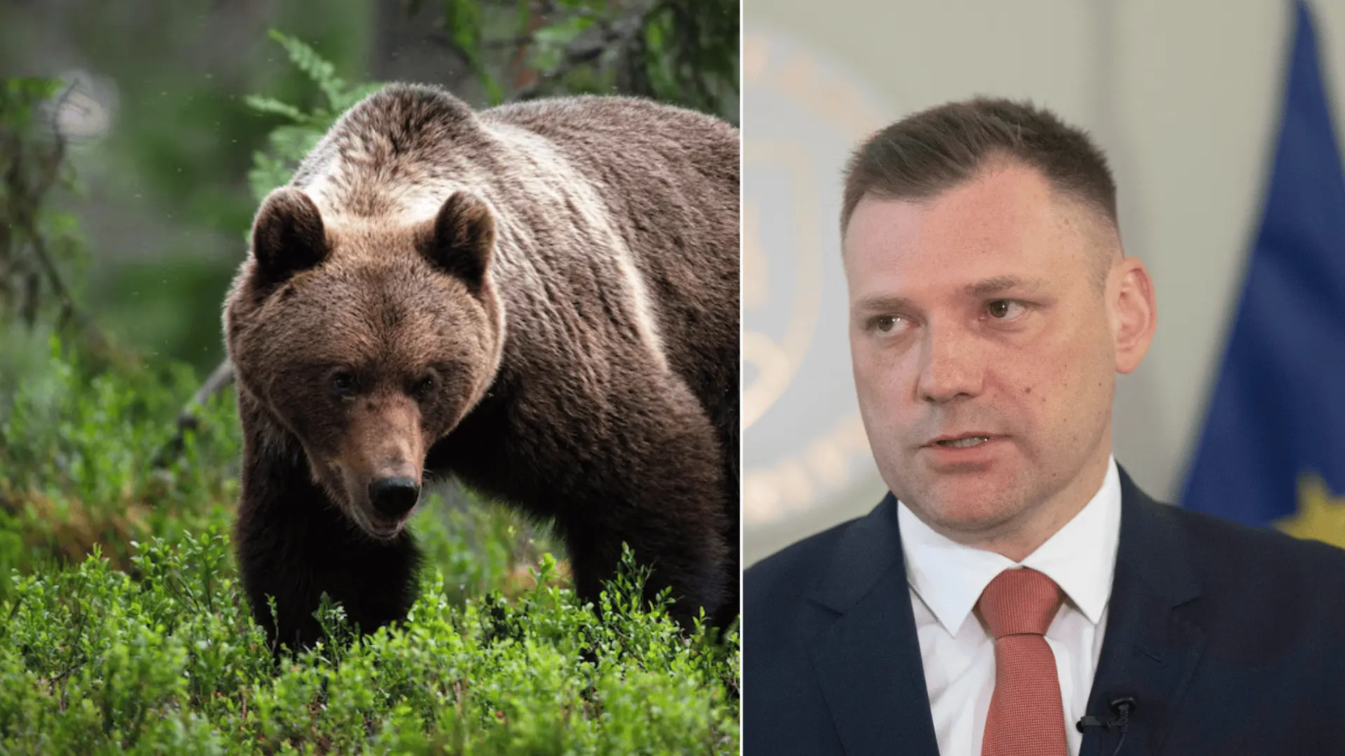 taraba-medveď