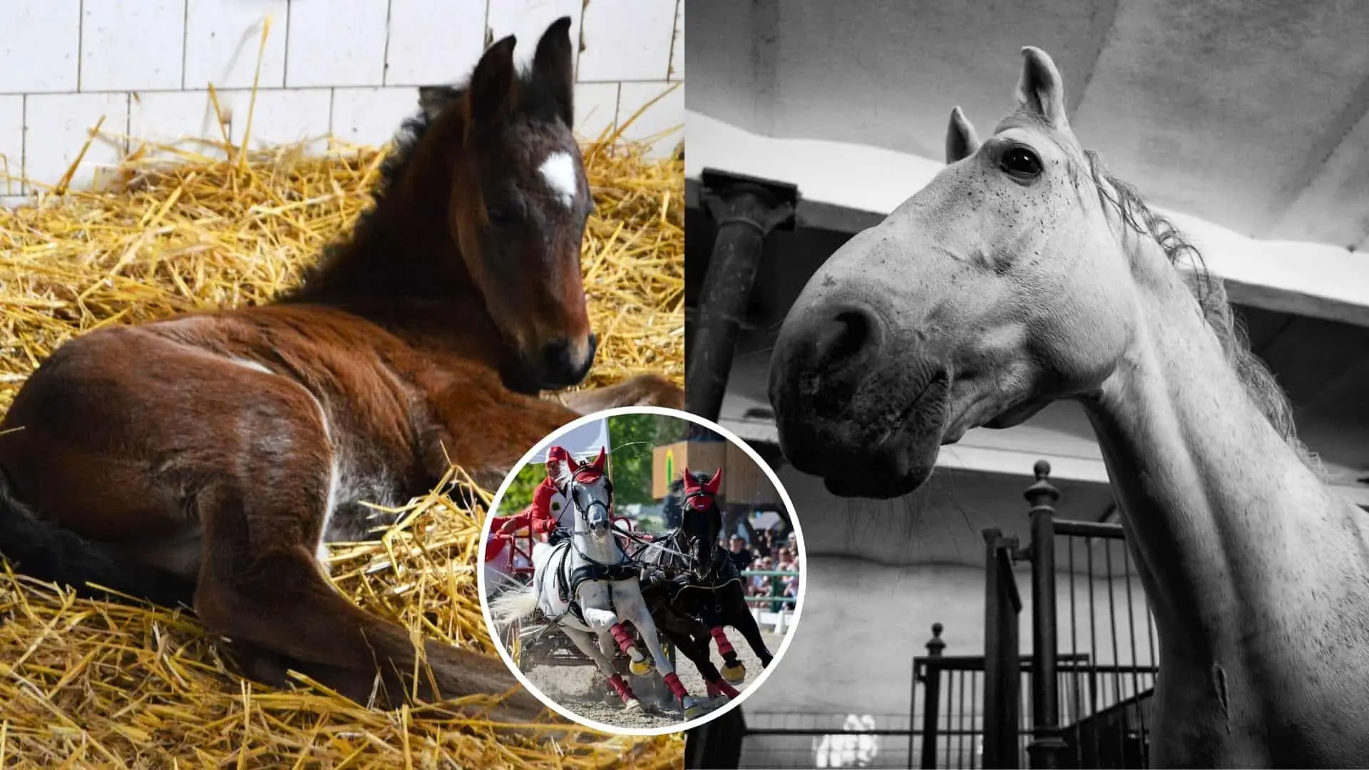 Obrovská tragédia v Národnom žrebčíne