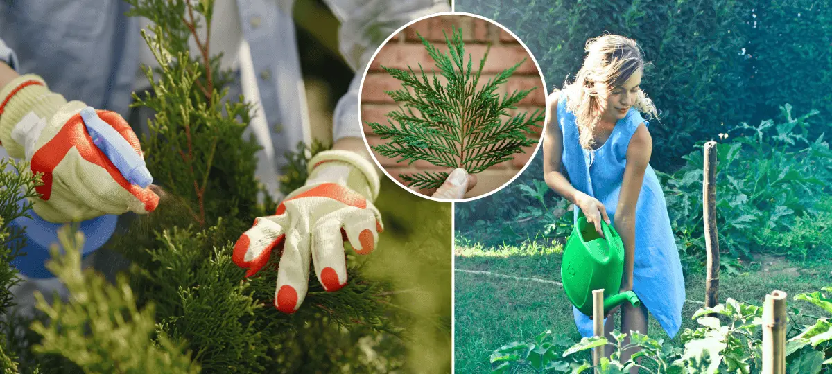 tuje, pestovanie, záhrada