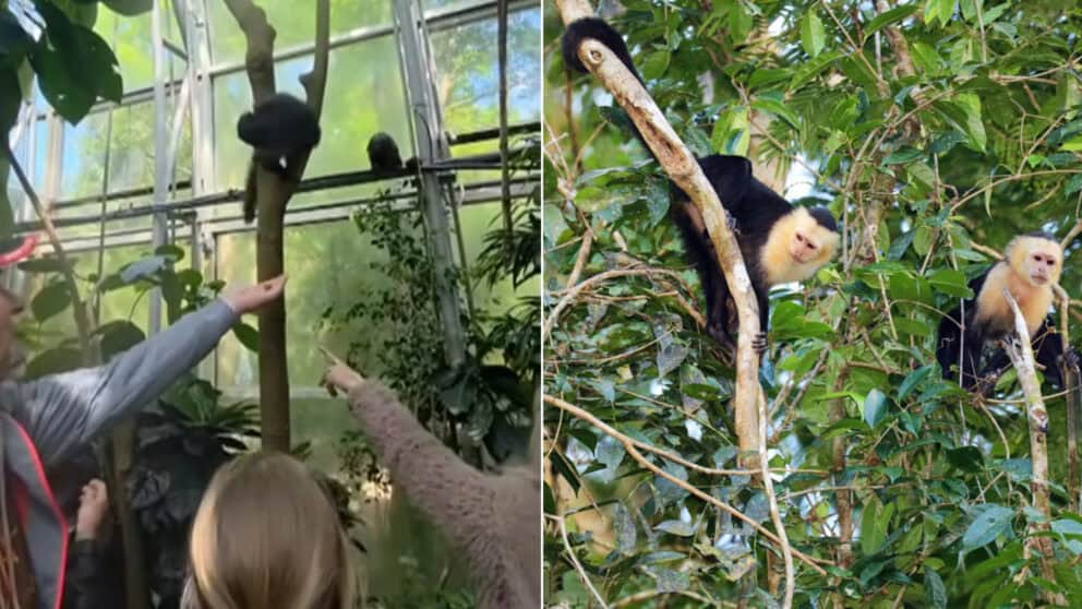 Zoo Zlín opice