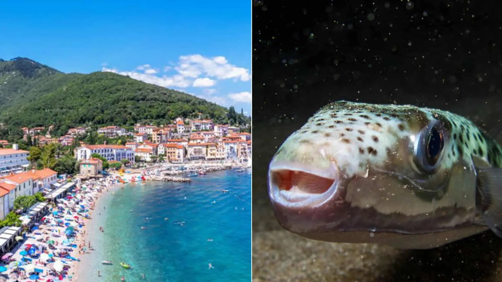 chorvátsko jedovatá ryba, štvorzubec