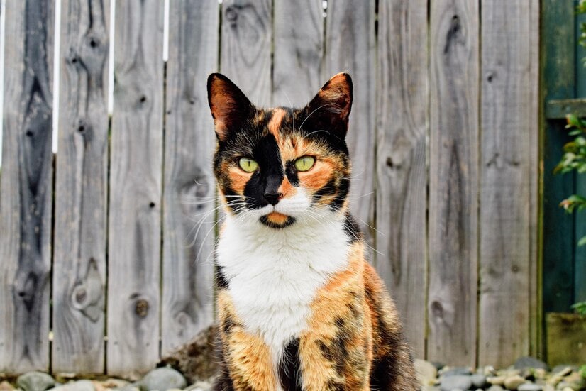 calico-mačka