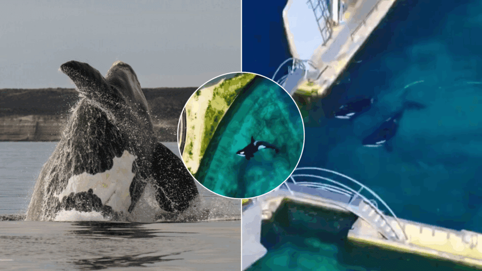 kosatky-francúzsko-marineland