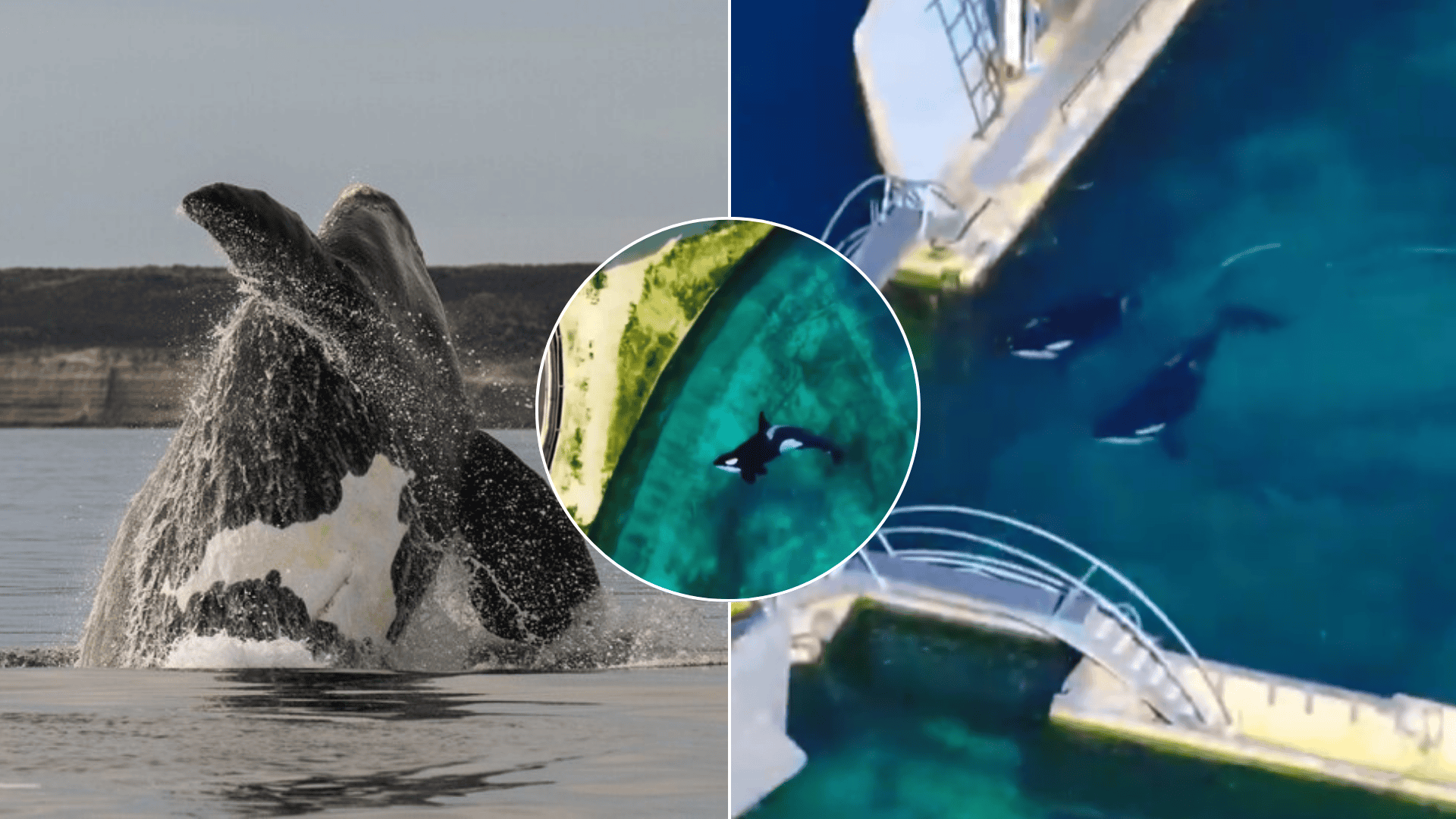 kosatky-francúzsko-marineland