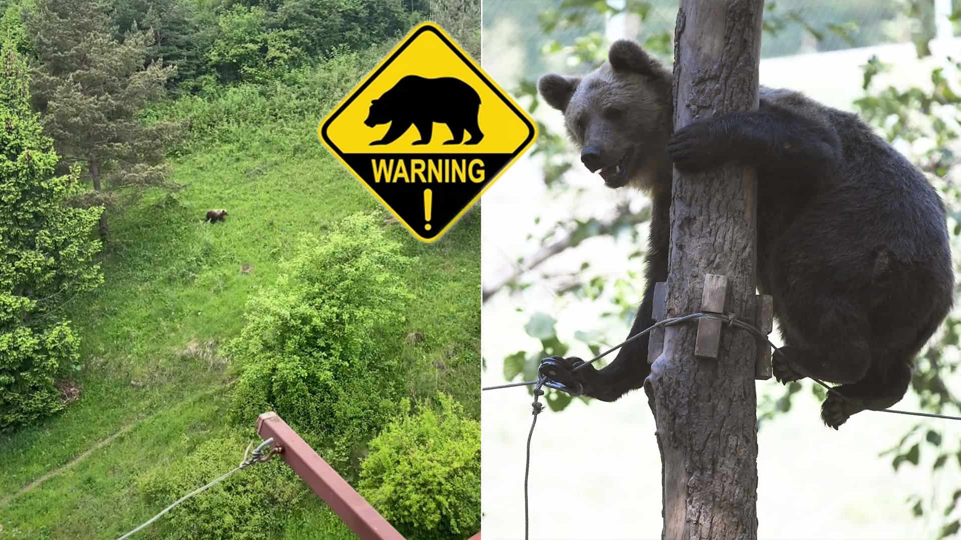 medveď