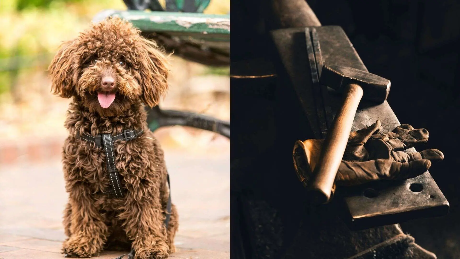 Veterinárne vyšetrenie, ktoré bolo vykonané po incidente, potvrdilo závažnosť zranení.