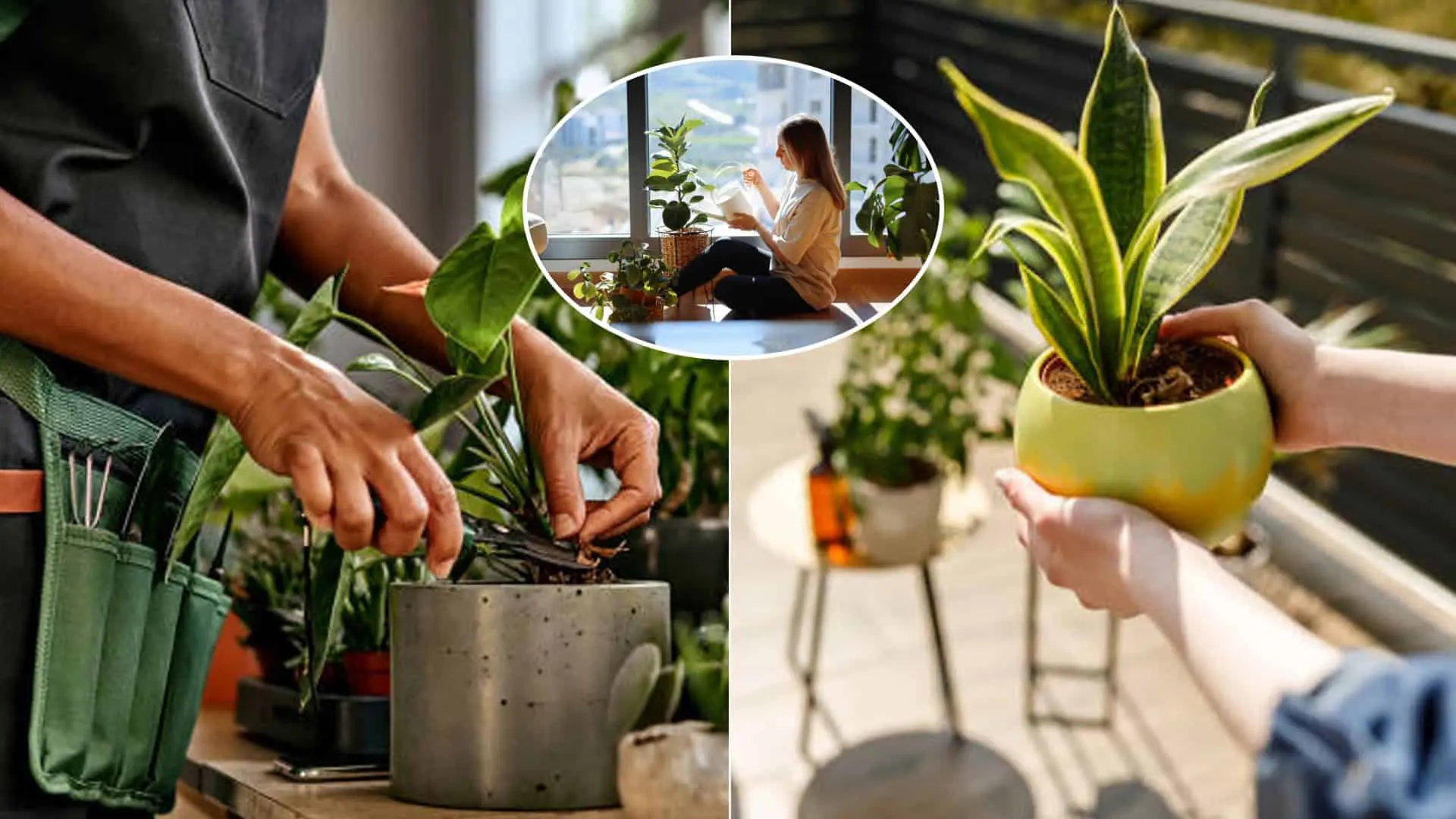 izbové rastliny pestovanie