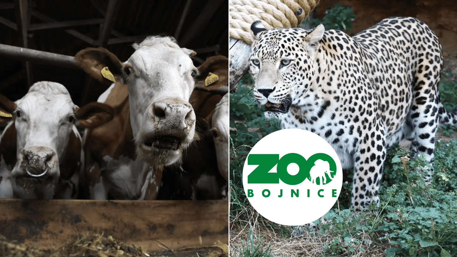 slak-slintačka-krívačka