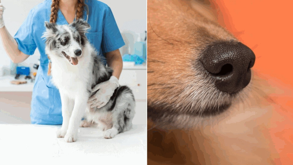 pes-veterinár
