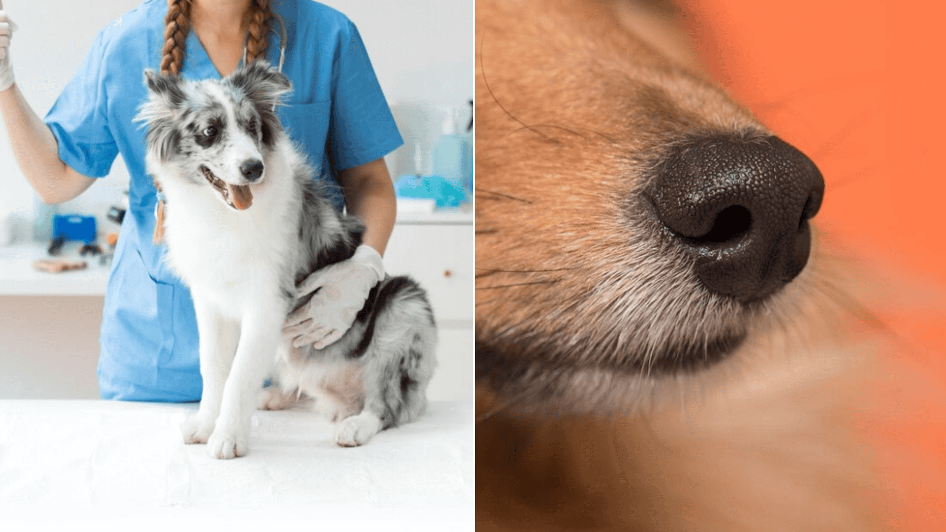 pes-veterinár
