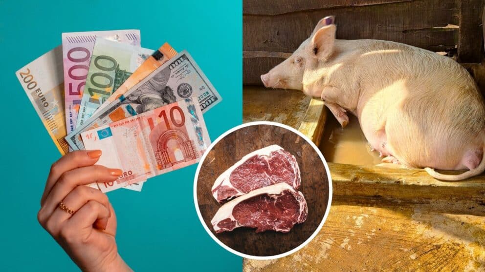 Bude africký mor ošípaných dôvodom na zdražovanie mäsa?