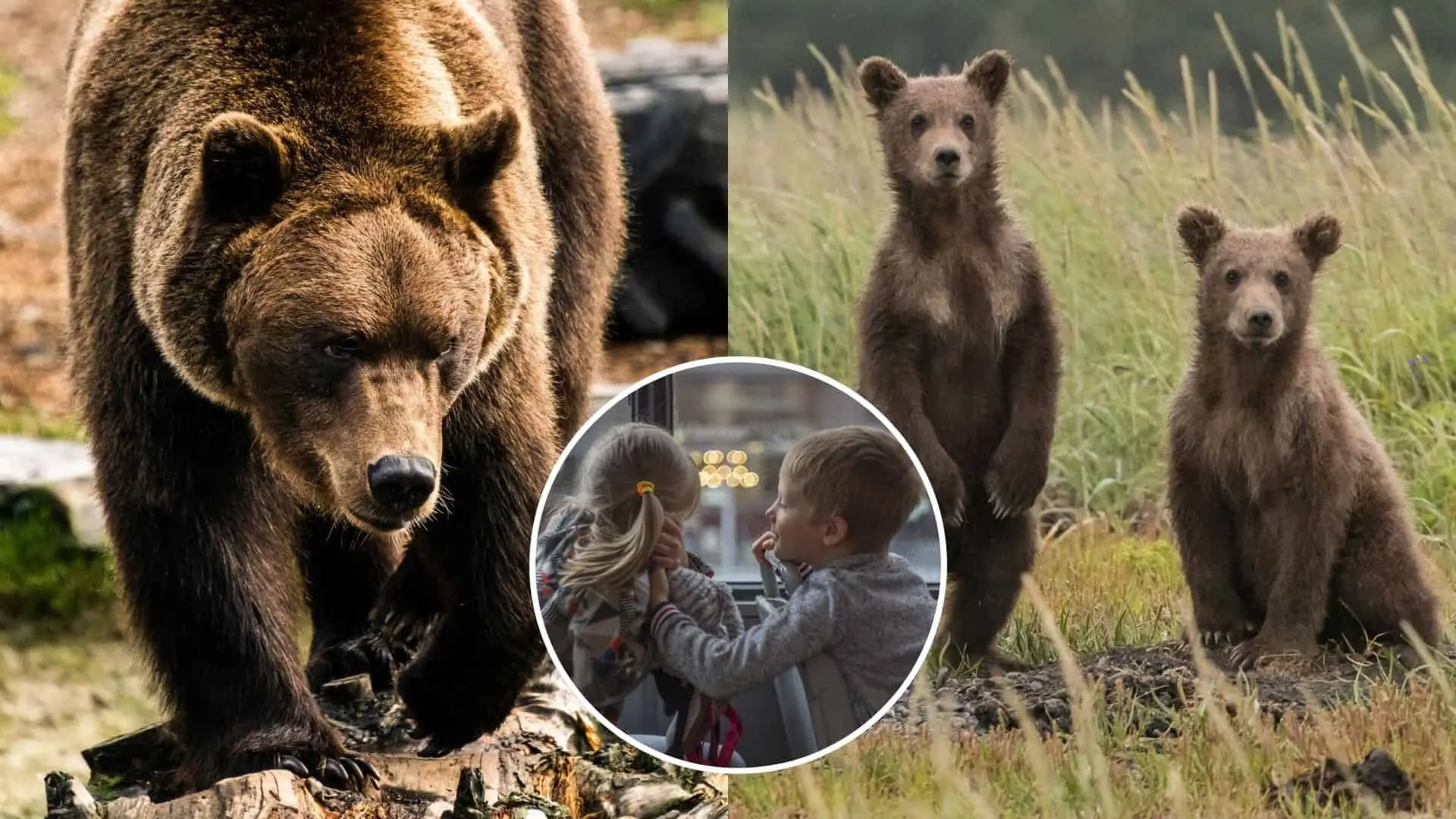 Na Slovensku spozorovali ďalšie medvede