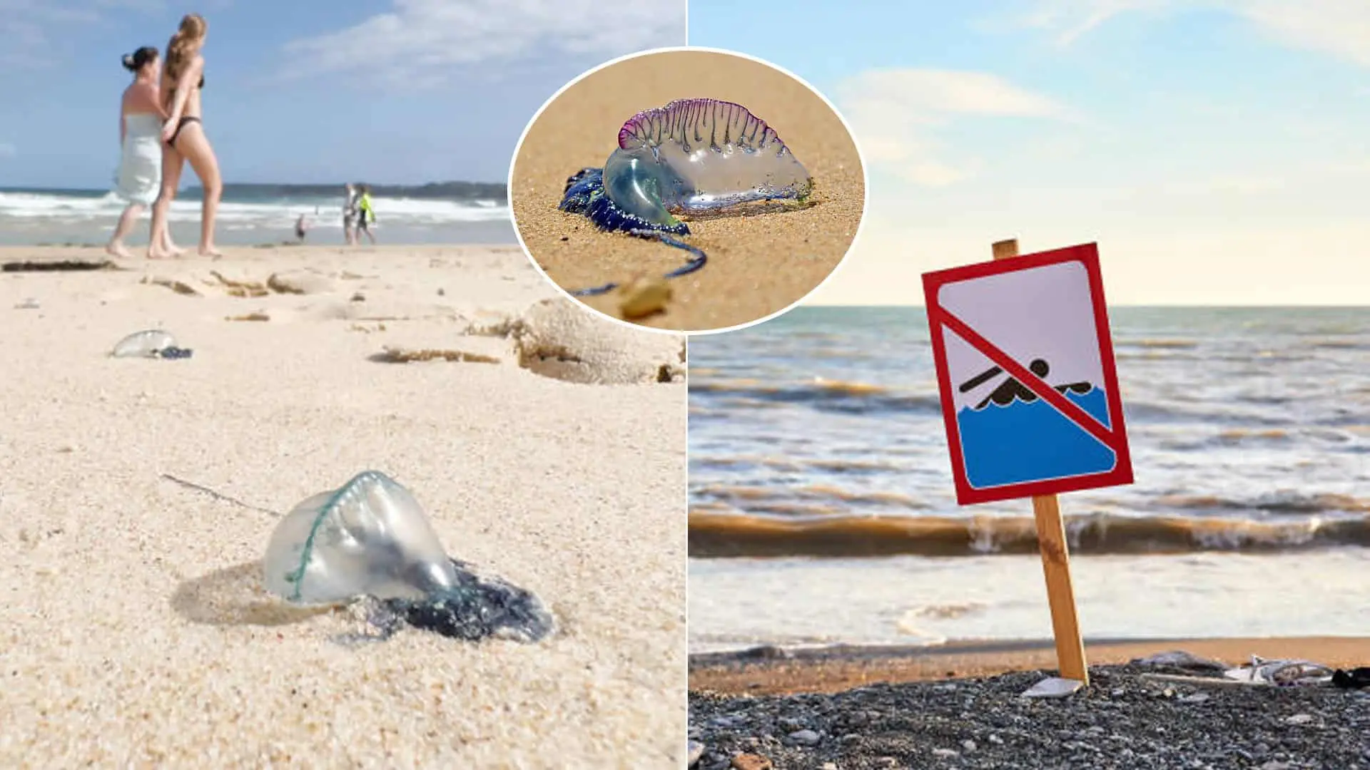 Mechúrovka portugalská