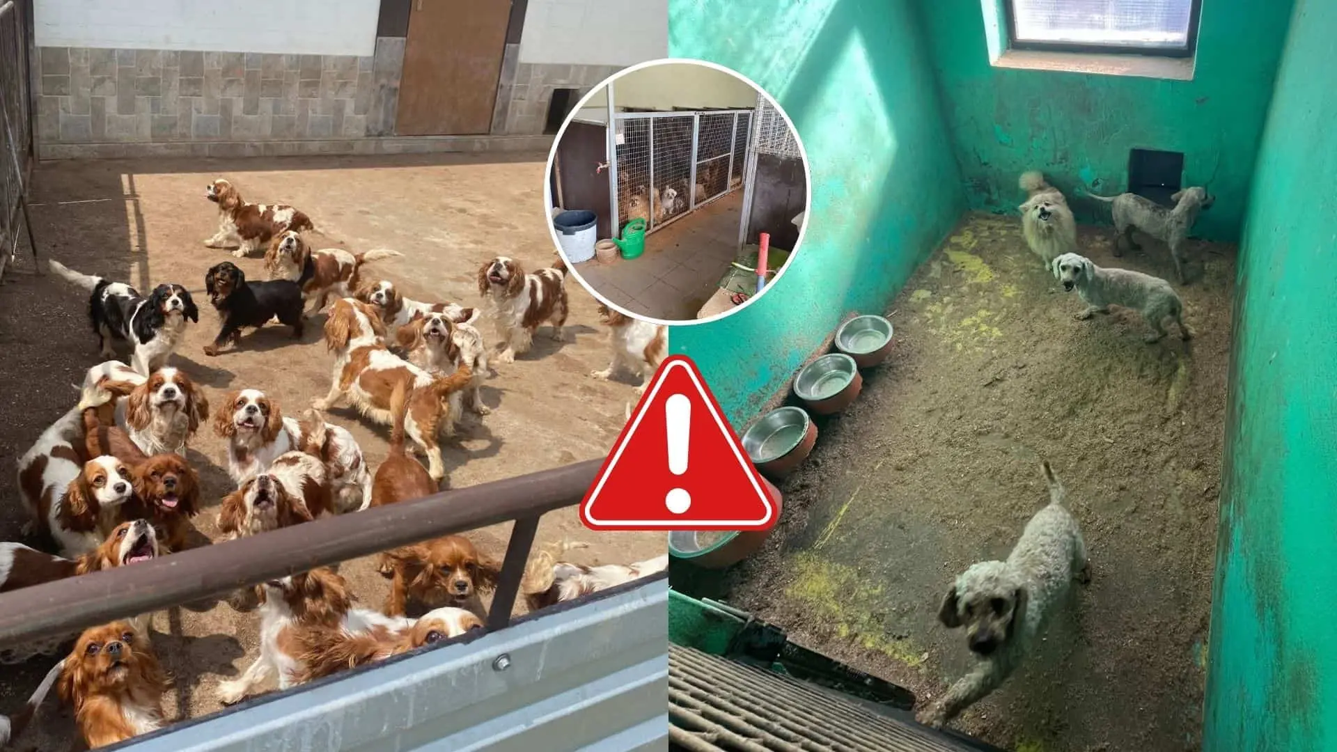 Nelegálny chov psov